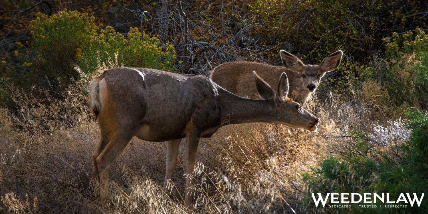 Wildlife Suspension Hearings Lawyer in Colorado